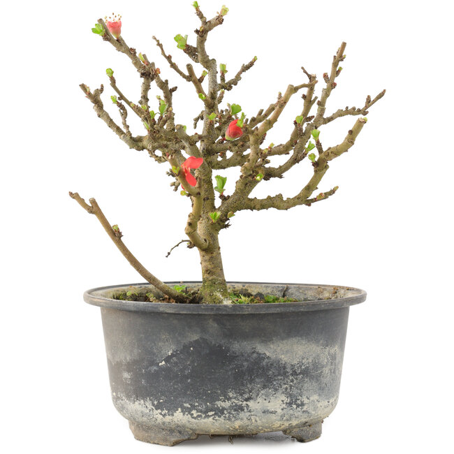 Chaenomeles speciosa, 14 cm, ± 9 ans, à fleurs rouges et fruits jaunes