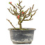 Chaenomeles speciosa, 14 cm, ± 9 anni, con fiori rossi e frutti gialli