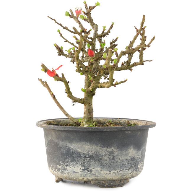 Chaenomeles speciosa, 14 cm, ± 9 anni, con fiori rossi e frutti gialli