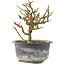 Chaenomeles speciosa, 14 cm, ± 9 jaar oud, met rode bloemen en geel fruit