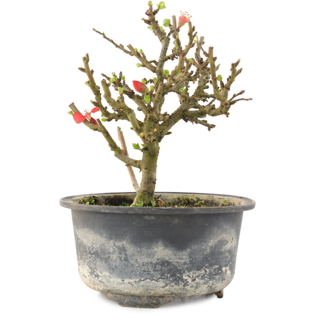 Chaenomeles speciosa, 14 cm, ± 9 anni, con fiori rossi e frutti gialli