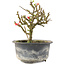 Chaenomeles speciosa, 14 cm, ± 9 ans, à fleurs rouges et fruits jaunes