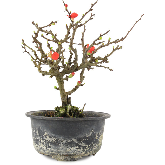 Chaenomeles speciosa, 17,5 cm, ± 9 anni, con fiori rossi e frutti gialli