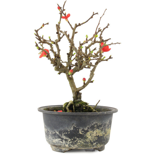 Chaenomeles speciosa, 17,5 cm, ± 9 anni, con fiori rossi e frutti gialli