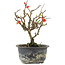 Chaenomeles speciosa, 17,5 cm, ± 9 anni, con fiori rossi e frutti gialli