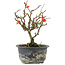 Chaenomeles speciosa, 17,5 cm, ± 9 years old, with red flowers and yellow fruit