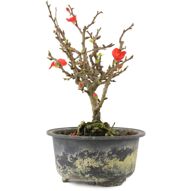 Chaenomeles speciosa, 17,5 cm, ± 9 Jahre alt, mit roten Blüten und gelben Früchten