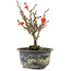 Chaenomeles speciosa, 17,5 cm, ± 9 jaar oud, met rode bloemen en geel fruit