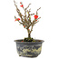 Chaenomeles speciosa, 17,5 cm, ± 9 years old, with red flowers and yellow fruit