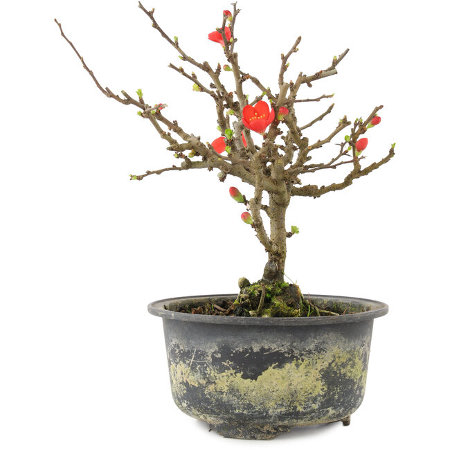Chaenomeles speciosa, 17,5 cm, ± 9 años, con flores rojas y frutos amarillos