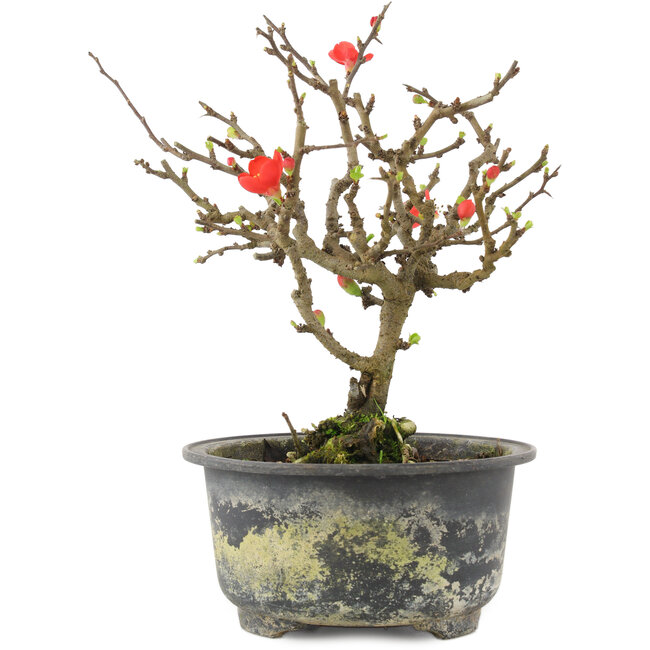 Chaenomeles speciosa, 17,5 cm, ± 9 anni, con fiori rossi e frutti gialli