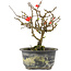 Chaenomeles speciosa, 17,5 cm, ± 9 años, con flores rojas y frutos amarillos