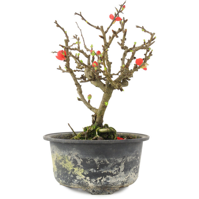 Chaenomeles speciosa, 17,5 cm, ± 9 jaar oud, met rode bloemen en geel fruit