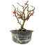 Chaenomeles speciosa, 17,5 cm, ± 9 years old, with red flowers and yellow fruit