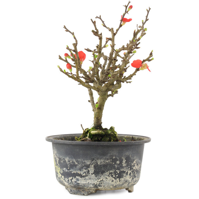 Chaenomeles speciosa, 17,5 cm, ± 9 jaar oud, met rode bloemen en geel fruit