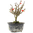 Chaenomeles speciosa, 17,5 cm, ± 9 anni, con fiori rossi e frutti gialli