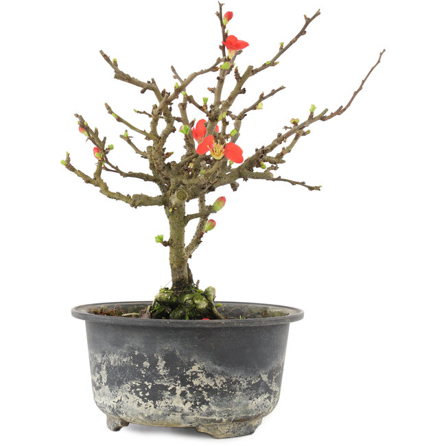 Chaenomeles speciosa, 17,5 cm, ± 9 Jahre alt, mit roten Blüten und gelben Früchten
