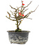 Chaenomeles speciosa, 17,5 cm, ± 9 jaar oud, met rode bloemen en geel fruit