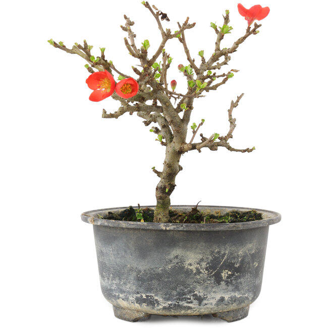 Chaenomeles speciosa, 14 cm, ± 9 years old, with red flowers and yellow fruit