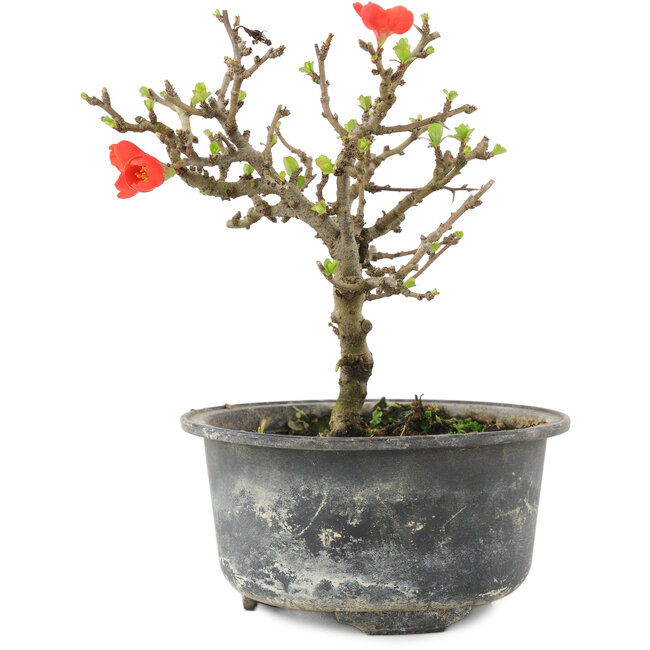 Chaenomeles speciosa, 14 cm, ± 9 años, con flores rojas y frutos amarillos