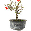 Chaenomeles speciosa, 14 cm, ± 9 jaar oud, met rode bloemen en geel fruit