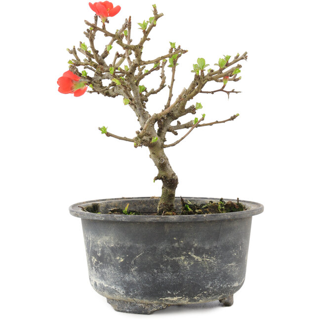 Chaenomeles speciosa, 14 cm, ± 9 Jahre alt, mit roten Blüten und gelben Früchten