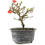 Chaenomeles speciosa, 14 cm, ± 9 jaar oud, met rode bloemen en geel fruit