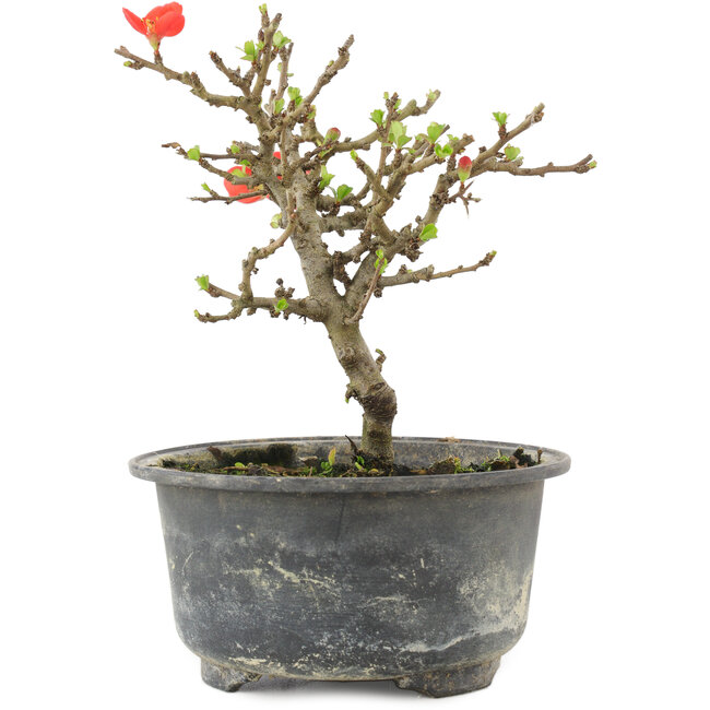 Chaenomeles speciosa, 14 cm, ± 9 anni, con fiori rossi e frutti gialli