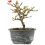 Chaenomeles speciosa, 14 cm, ± 9 jaar oud, met rode bloemen en geel fruit