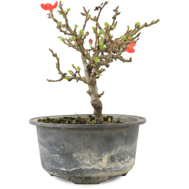 Chaenomeles speciosa, 14 cm, ± 9 anni, con fiori rossi e frutti gialli