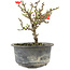 Chaenomeles speciosa, 14 cm, ± 9 jaar oud, met rode bloemen en geel fruit