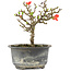 Chaenomeles speciosa, 14 cm, ± 9 jaar oud, met rode bloemen en geel fruit