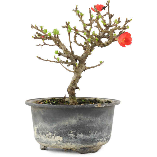 Chaenomeles speciosa, 14 cm, ± 9 anni, con fiori rossi e frutti gialli