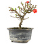 Chaenomeles speciosa, 14 cm, ± 9 anni, con fiori rossi e frutti gialli