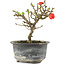 Chaenomeles speciosa, 14 cm, ± 9 years old, with red flowers and yellow fruit