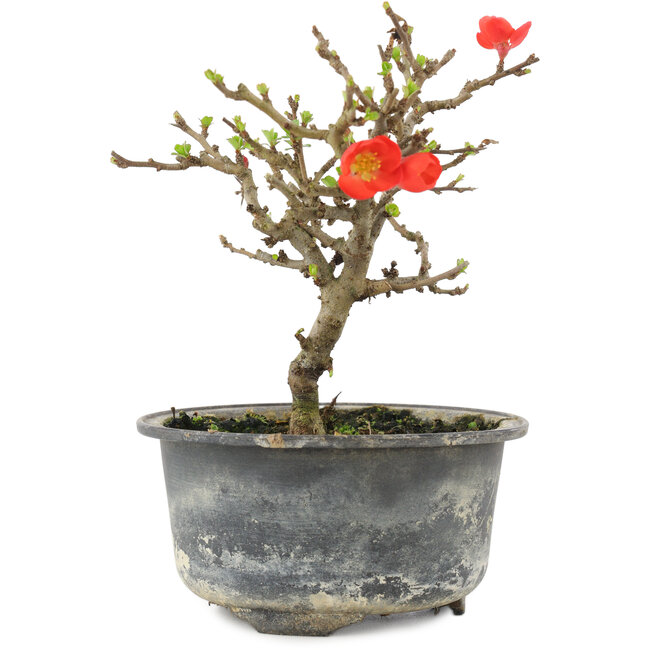 Chaenomeles speciosa, 14 cm, ± 9 años, con flores rojas y frutos amarillos