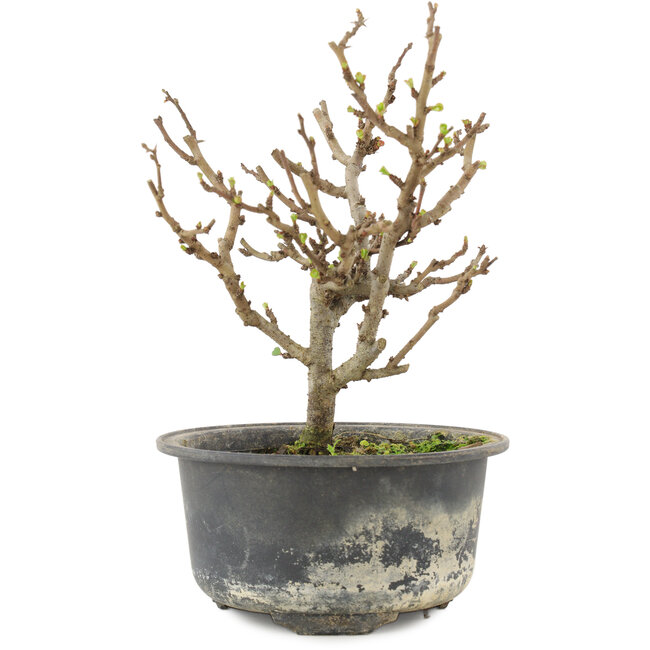 Chaenomeles speciosa, 15,5 cm, ± 9 jaar oud, met rode bloemen en geel fruit