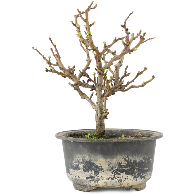 Chaenomeles speciosa, 15,5 cm, ± 9 jaar oud, met rode bloemen en geel fruit