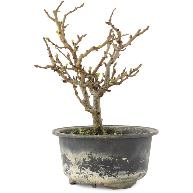 Chaenomeles speciosa, 15,5 cm, ± 9 jaar oud, met rode bloemen en geel fruit