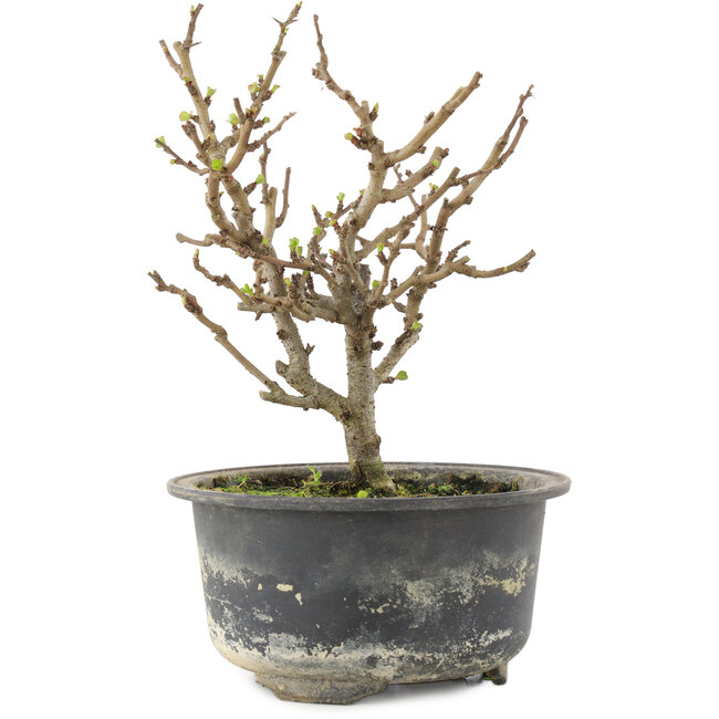 Chaenomeles speciosa, 15,5 cm, ± 9 ans, à fleurs rouges et fruits jaunes