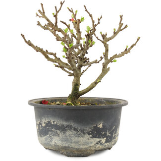 Chaenomeles speciosa, 14 cm, ± 9 Jahre alt