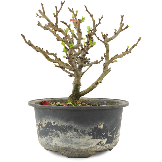 Chaenomeles speciosa, 14 cm, ± 9 ans, à fleurs rouges et fruits jaunes