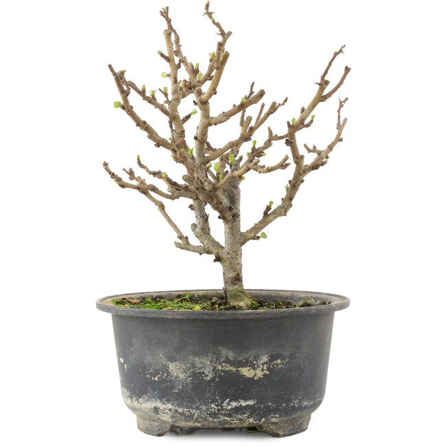 Chaenomeles speciosa, 15,5 cm, ± 9 Jahre alt, mit roten Blüten und gelben Früchten