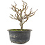 Chaenomeles speciosa, 15,5 cm, ± 9 anni, con fiori rossi e frutti gialli
