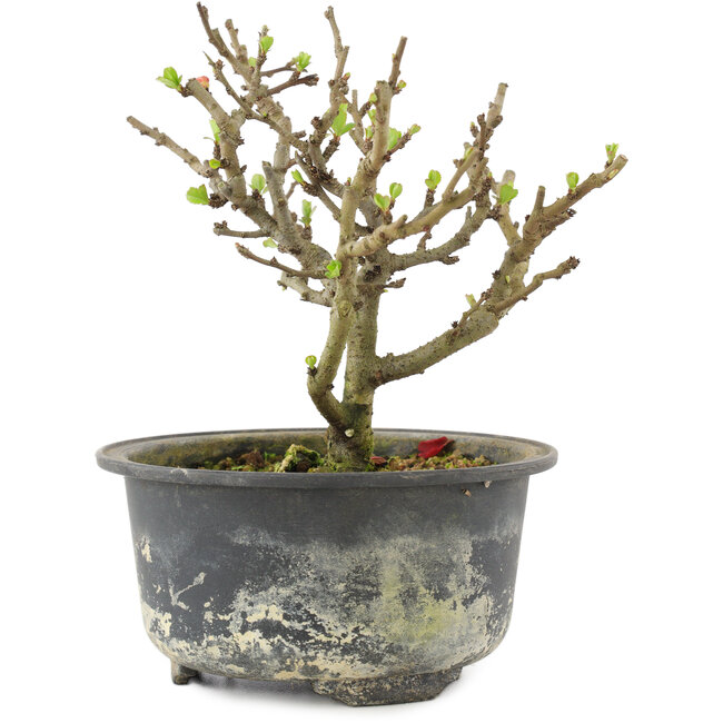 Chaenomeles speciosa, 14 cm, ± 9 ans, à fleurs rouges et fruits jaunes