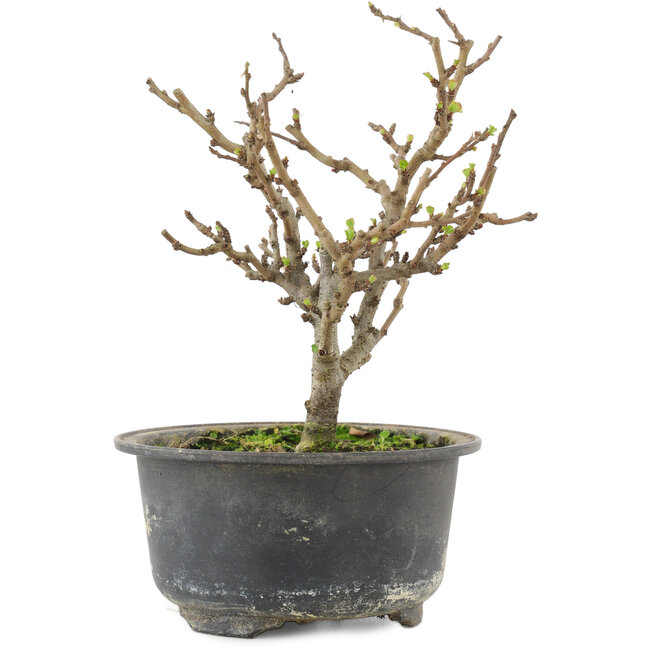 Chaenomeles speciosa, 15,5 cm, ± 9 Jahre alt, mit roten Blüten und gelben Früchten