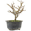 Chaenomeles speciosa, 15,5 cm, ± 9 anni, con fiori rossi e frutti gialli