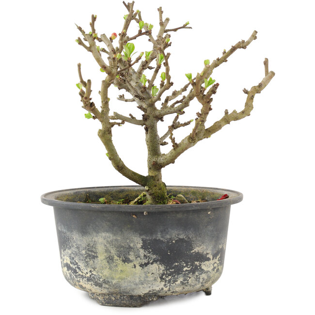 Chaenomeles speciosa, 14 cm, ± 9 años, con flores rojas y frutos amarillos