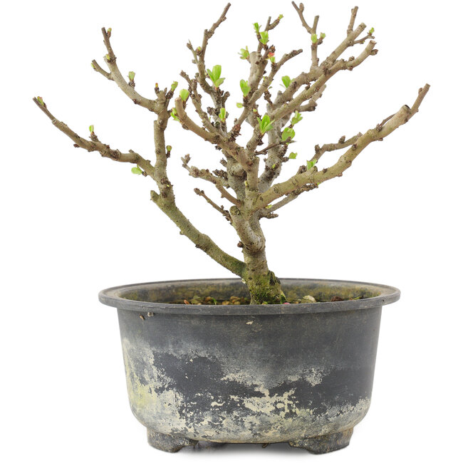 Chaenomeles speciosa, 14 cm, ± 9 Jahre alt, mit roten Blüten und gelben Früchten