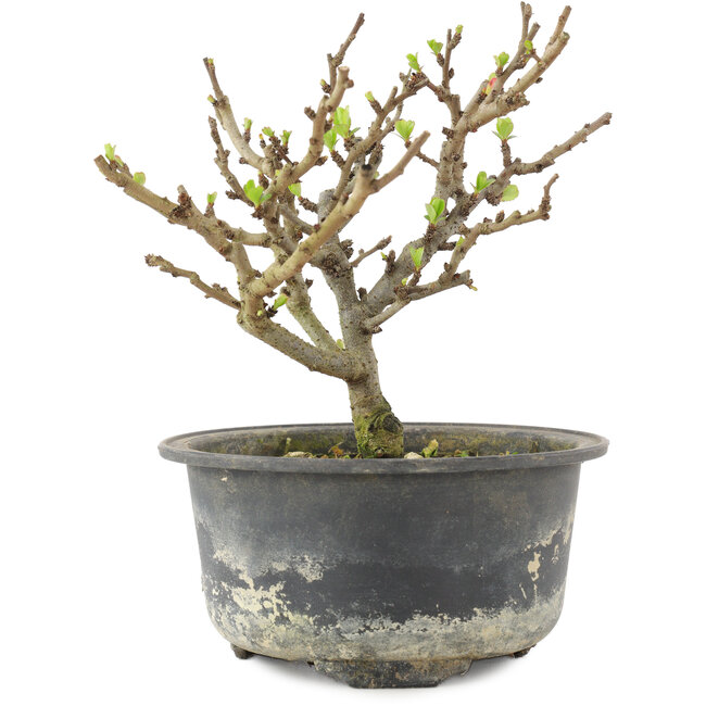 Chaenomeles speciosa, 14 cm, ± 9 anni, con fiori rossi e frutti gialli